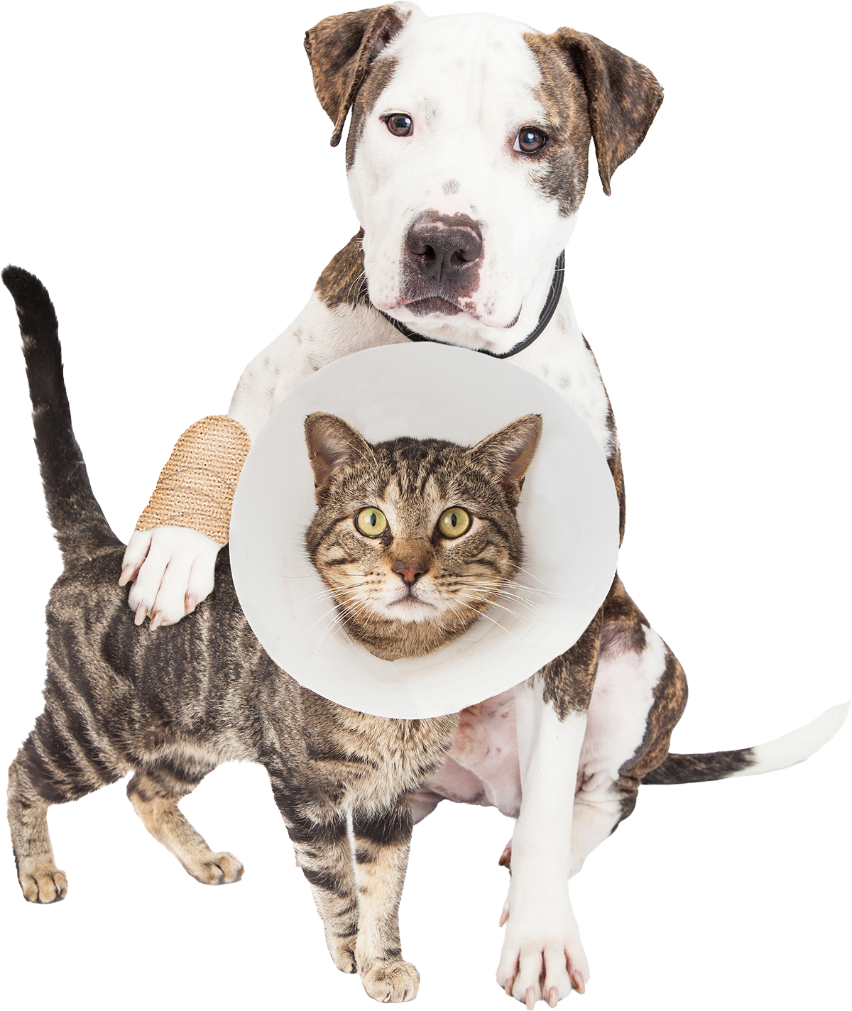 mobile-veterinarian